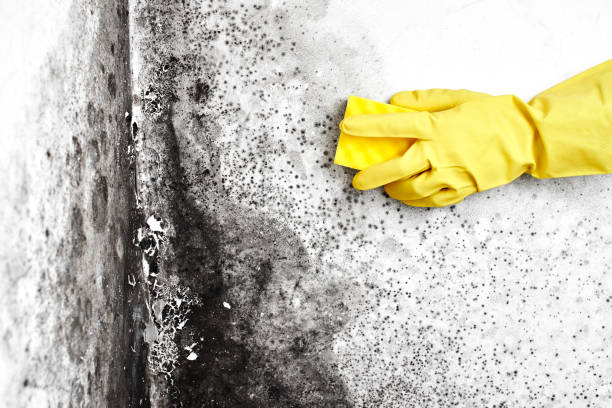 Best Post-Flood Mold Remediation in Emmon, AK