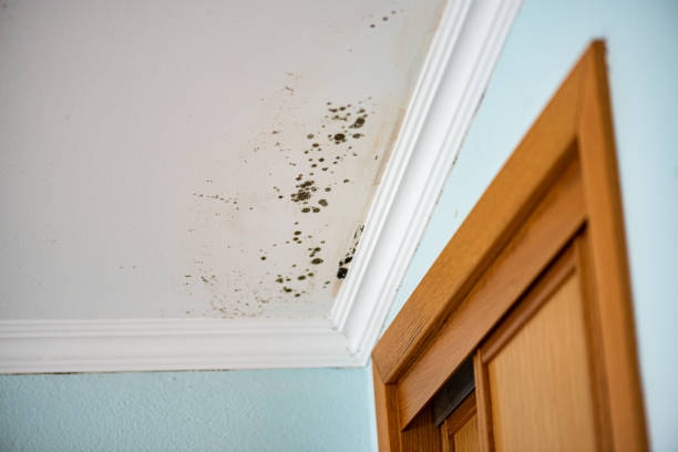 Best Residential Mold Remediation in Emmon, AK