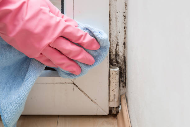 Best Health and Safety Mold Remediation in Emmon, AK